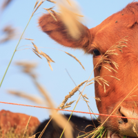 Cattle in a field