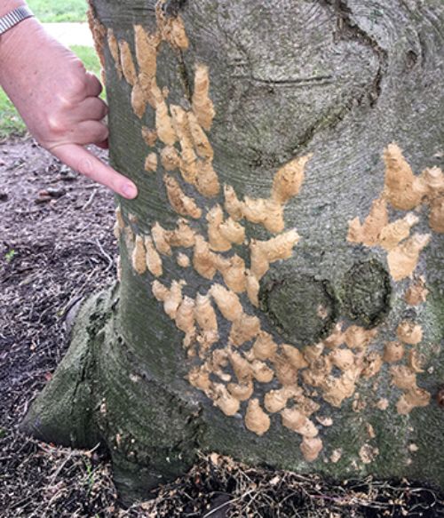 Hundreds of gypsy moth egg masses seen here on a Beech tree in April 2018
