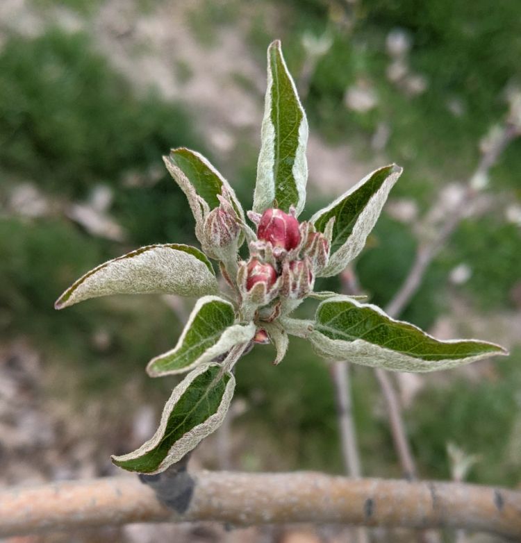 Honeycrisp apple at pink growth stage.