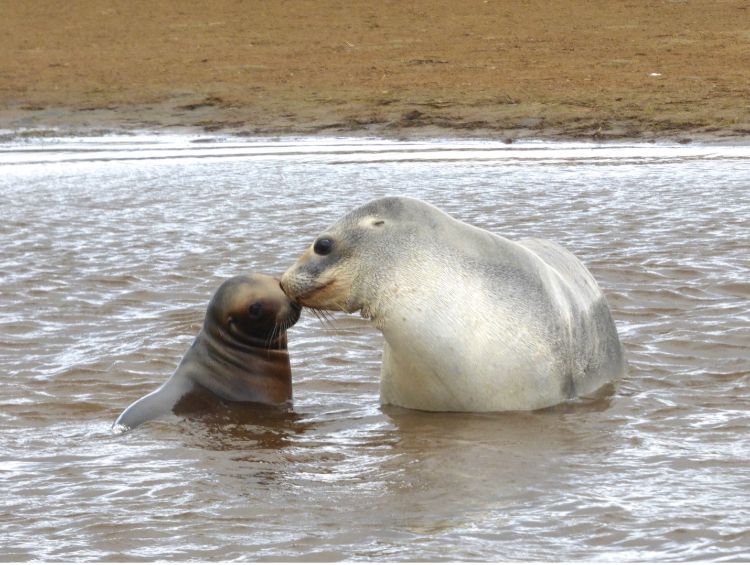 mom sea lion kisses pup's nose