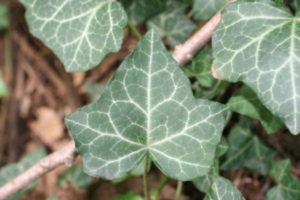 English ivy – Hedera helix - Plant & Pest Diagnostics