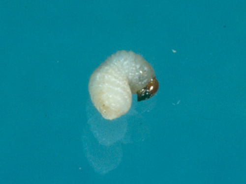 Billbug larva 