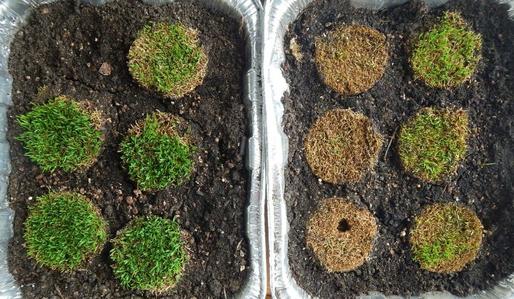 Poa annua samples from 58 days under ice in 2014, eight days of growth. Photo credit: Kevin Frank, MSU