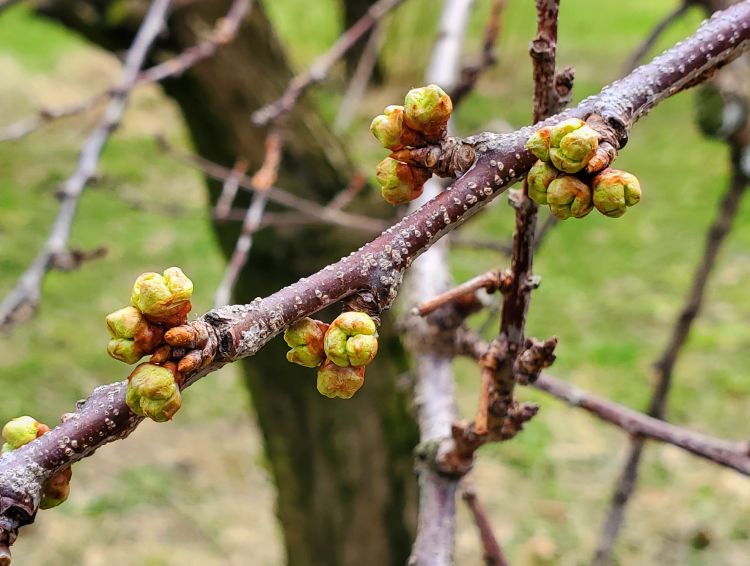 Buds on a Japanese plum branch.