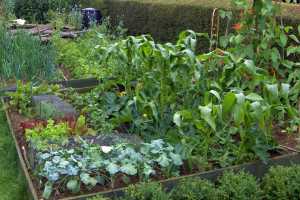 crop rotation vegetable msu