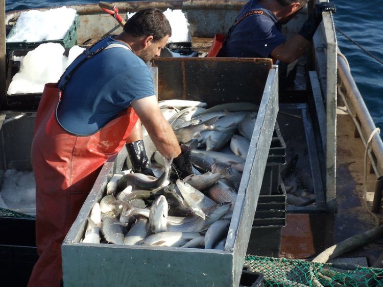 Man reaches into a box holding large fish on ice, while on a commercial fishing boat.