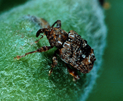  Adult is mottled grayish-black and brown. 