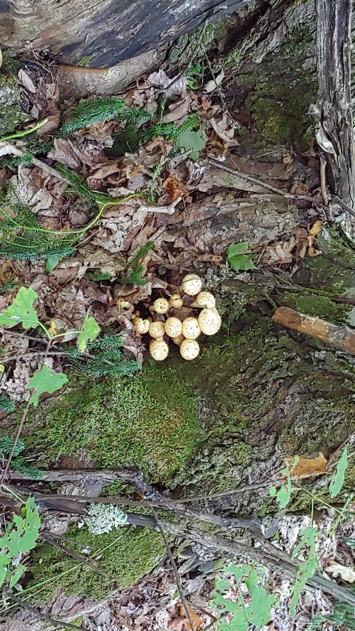 Pholiota squarrosa cluster growing at the base of a living maple tree.