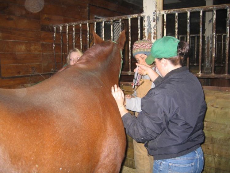 Students work on a nutrition study with one of the horses at the Horse Teaching and Research Center