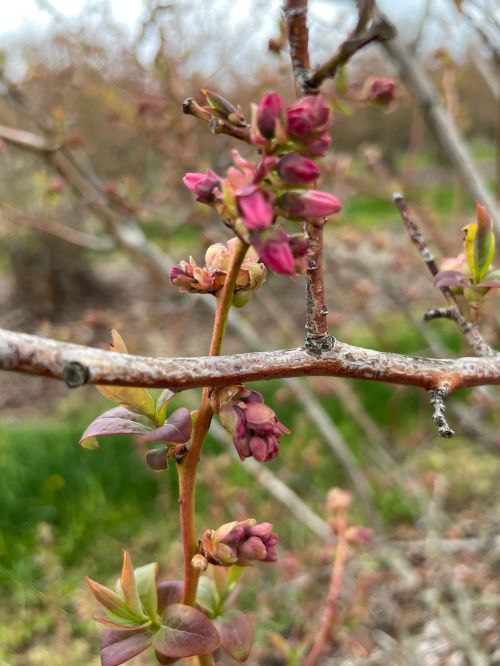 Pink bud in blueberries