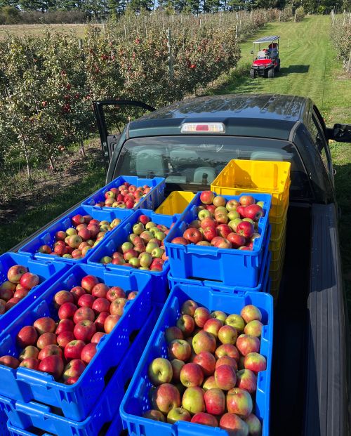 About Harvesting Honeycrisp Apples