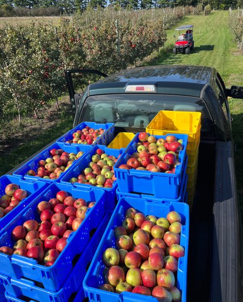 Honeycrisp Apple Box - Fresh Michigan-Grown Apples Delivered