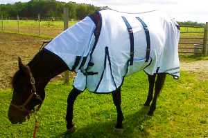 Top Five Tips For Protecting Your Horse From Insects Horses