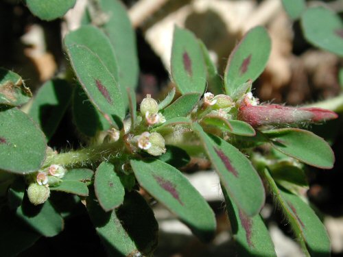 Prostrate Spurge4.jpg