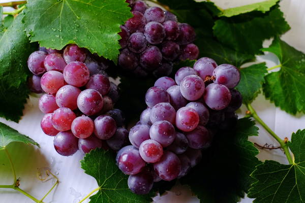 Picture of grapes.