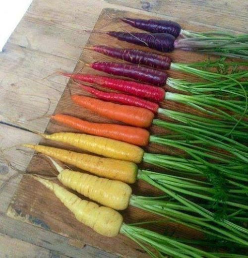 Spice up your carrot world with different colored carrots. Photo by Hartlin Nadar, Wikimedia Commons.