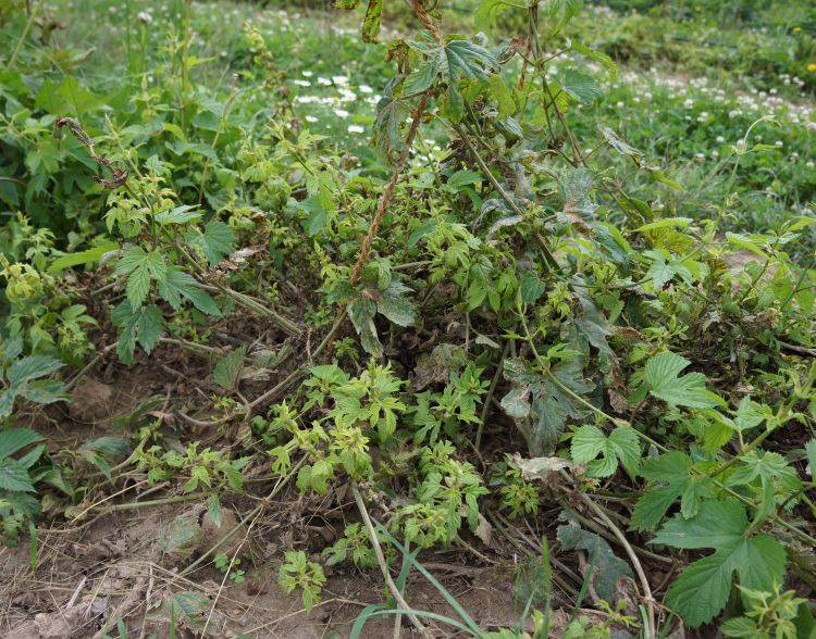 Basal shoots, systemically infected with downy mildew, appear stunted and yellow to green-yellow in color.