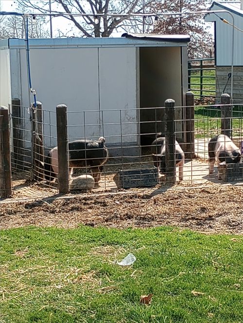 Pigs in pen