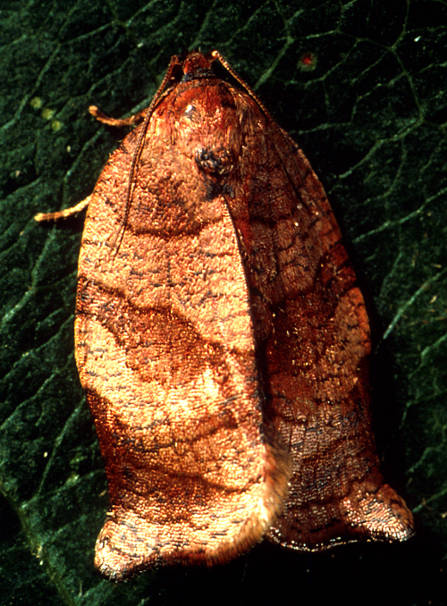  Adult wings are beige, tinged with red. Forewings are crossed with oblique brown bands. 