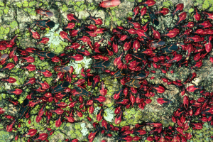 Boxelder bugs complete their fall stampede