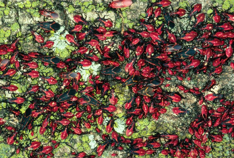 Boxelder bug adults and nymphs. Photo: James B. Hanson, USDA Forest Service, Bugwood.org.