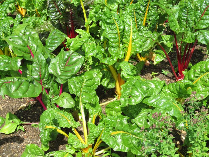 Get Calcium And Vitamin D By Growing And Eating Vegetables