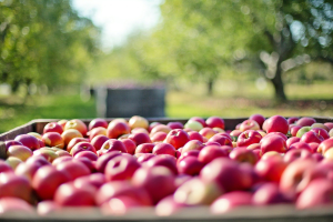 Predicted 2022 apple harvest dates