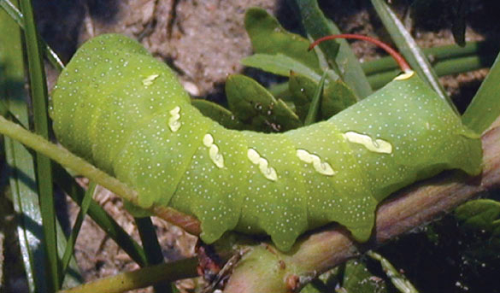 The coloration of hornworms makes them hard to see, so feeding damage and droppings are usually the first sign of their presence. 