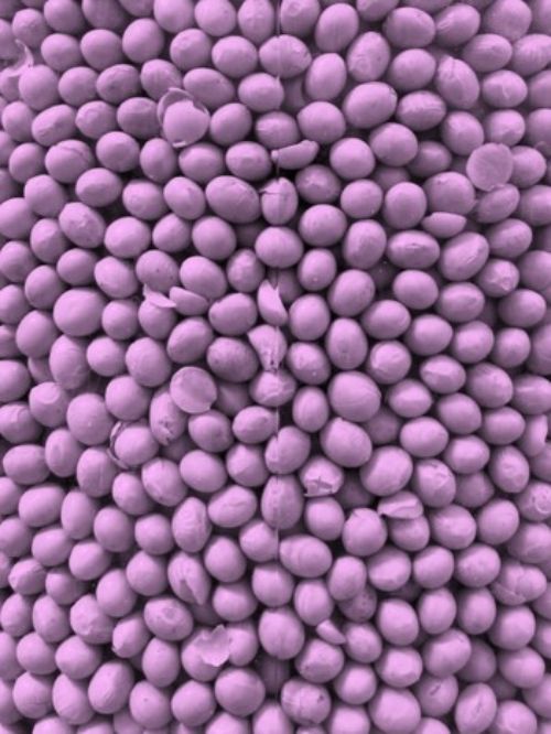 A pile of soybean seeds with a purple coating.