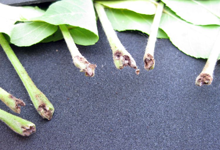 Damage to the end of the petiole caused by butternut curculio. Photo credit: Patrick Voyle