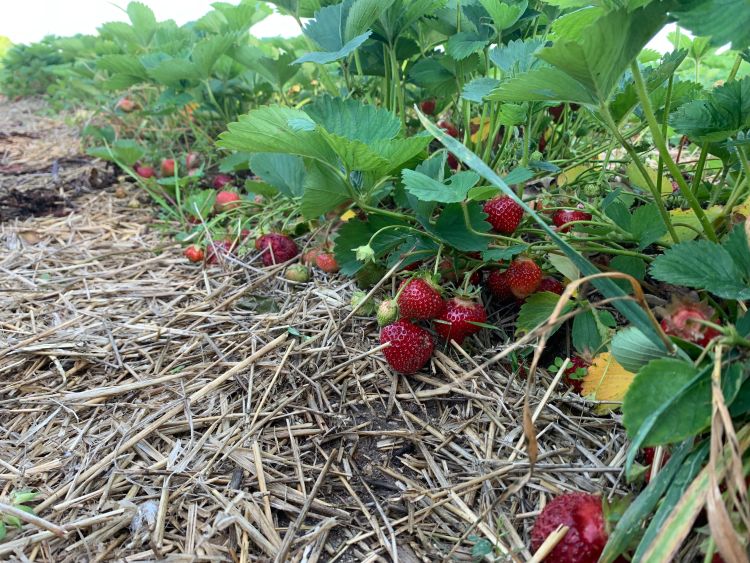 Ripe strawberries on a bed of straw.