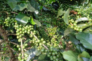 Uncovering ‘the Root Cause’ of Declining Coffee Production in Rwanda - Determinants of Farmer Invest
