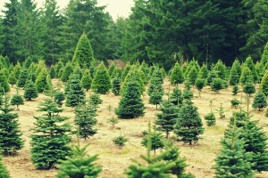 Christmas tree identification for kids: Part 1