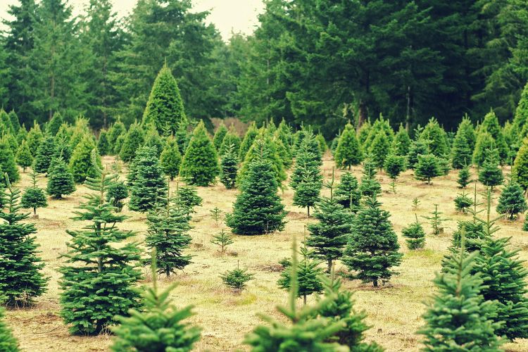 Evergreen trees growing in a field.