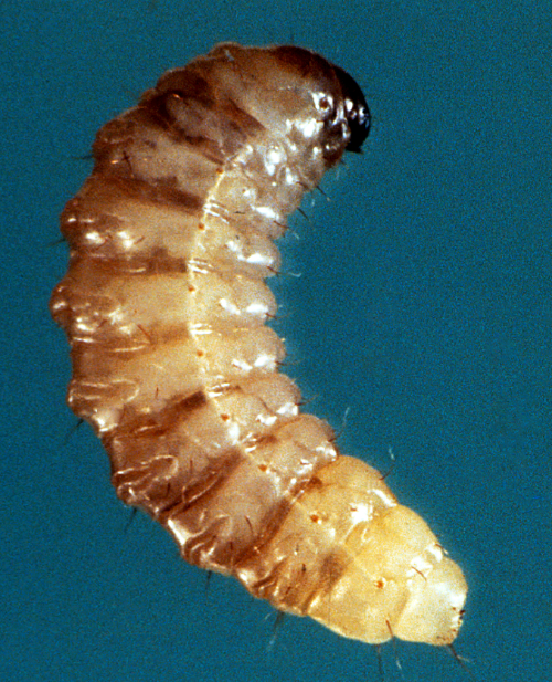 The whitish larva has no functional legs, a C-shaped body, an elliptical head and a brown thoracic shield. 