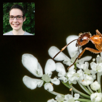 A picture of an ant on a flower with a headshot of Kelly in the upper left-hand corner.