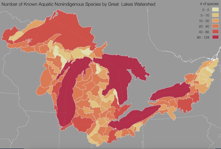 Great Lakes Aquatic Nonindigenous Species Information System (GLANSIS) map shows the number of nonindigenous species by Great Lakes watershed.