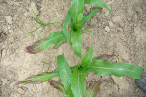 Purple corn syndrome: What causes purple coloration of corn?