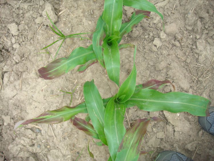 Purple coloration to corn leaves.
