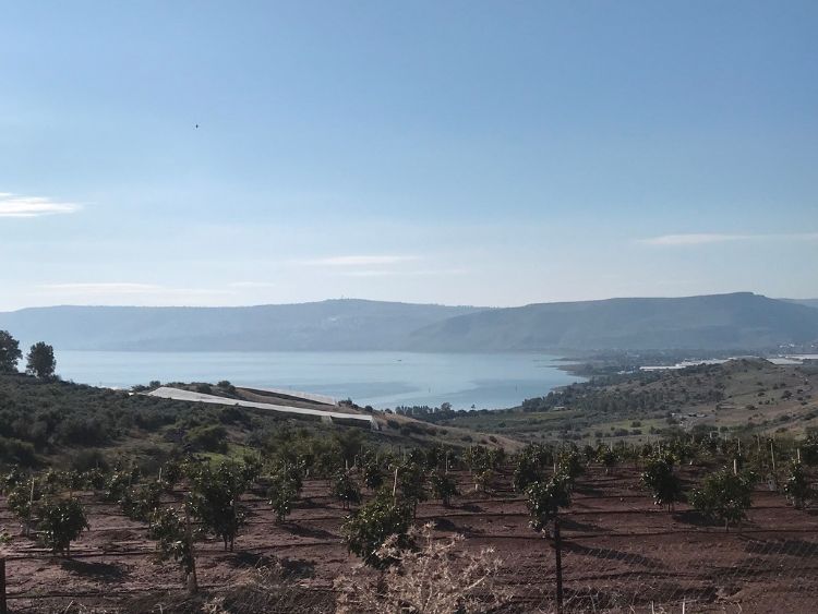 Sea of Galilee with a new grove of fruit trees in the foreground, and shade cloth covered bananas nearer the Sea.