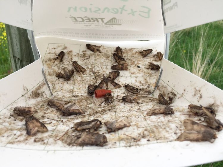 Black cutworm moths trapped by Eric Anderson, St. Joseph County MSU Extension, near a winter annual-infested field.