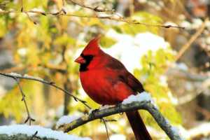 Why Is The Cardinal Pecking On My Window Msu Extension