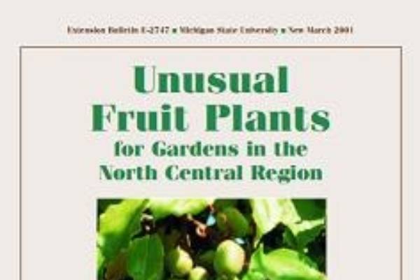 How do I eat kiwi fruit?, Illinois Extension
