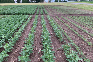 Soybean planting considerations: Planting date, seeding rate and row spacing implications