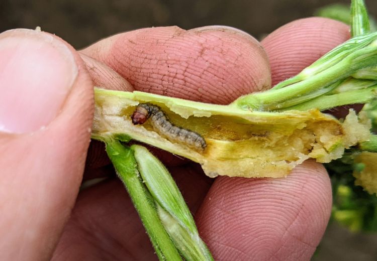 European corn borer caterpillar