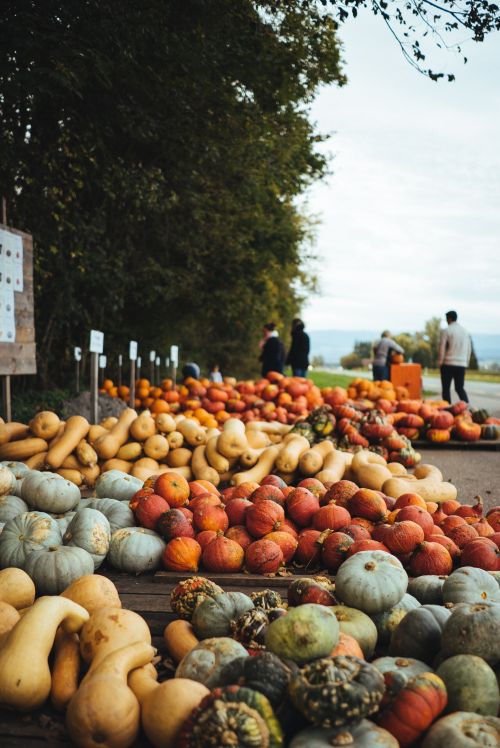 Squash and pumpkins on pallets along street.