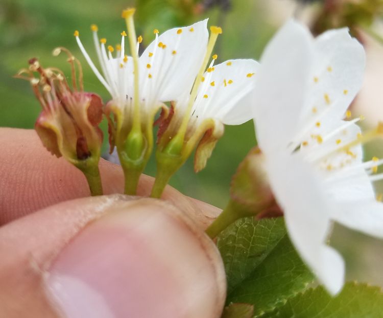 Dead blossom (left) next to two healthy blossoms on a tart cherry cluster on May 16, 2017. All photos by David Jones, MSU Extension.