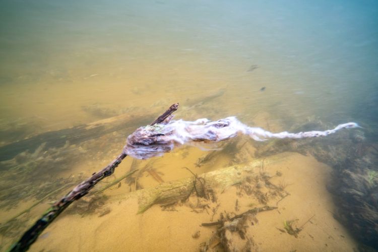 Didymo, a pale, yellowish brown to white algae clinging to a tree limb in the water.