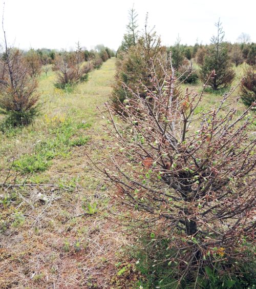 Christmas tree plantation with severe winter injury. Photo credit: Erin Lizotte, MSU Extension