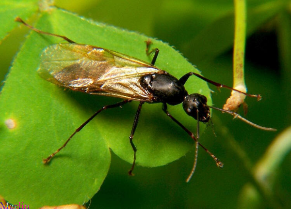 Winged carpenter ants